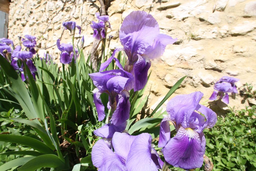 Вілла La Montagute Thezan-des-Corbieres Екстер'єр фото